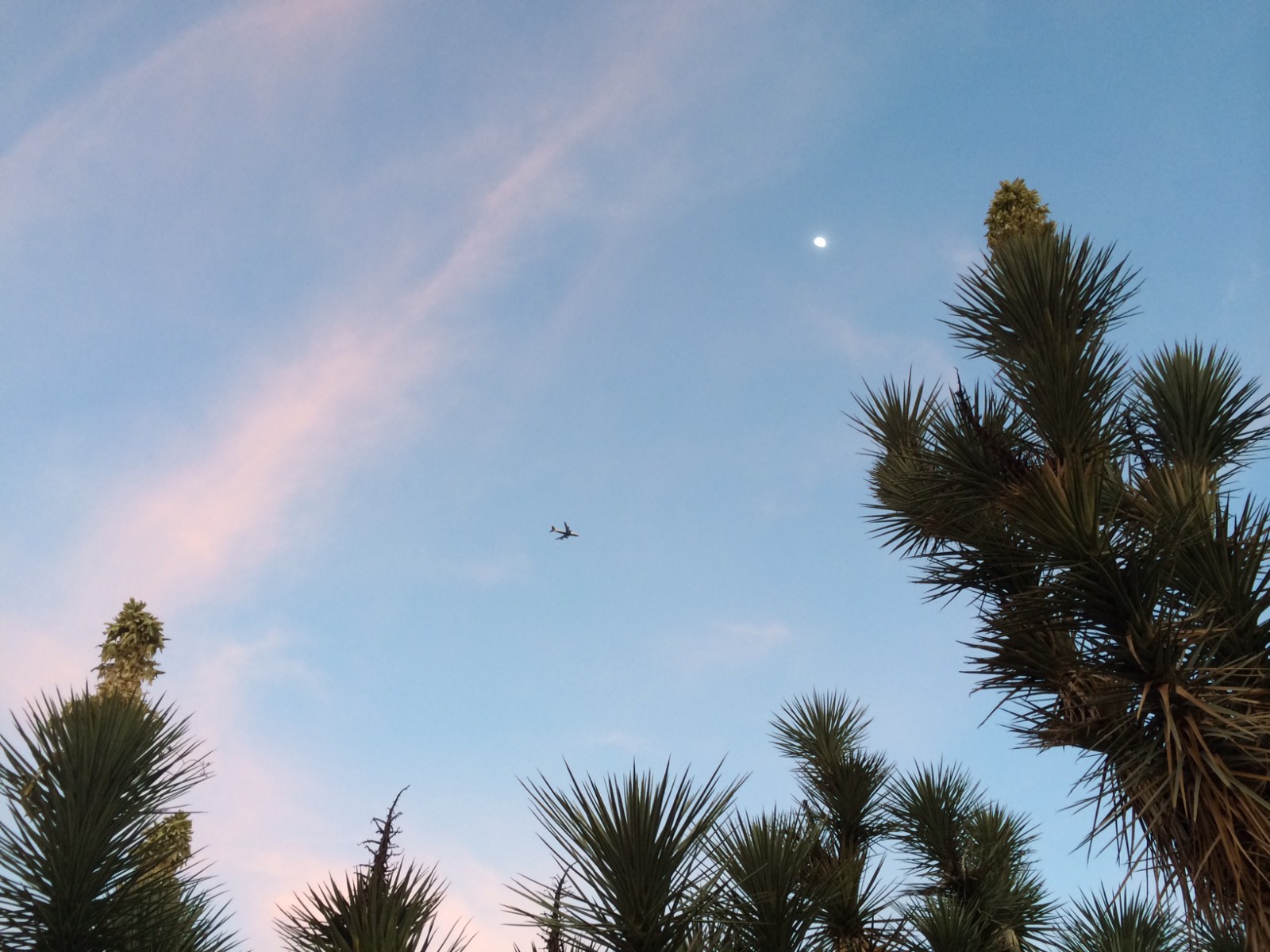 BA289 coming into Arizona in a beautiful sky with a moon and cactus.